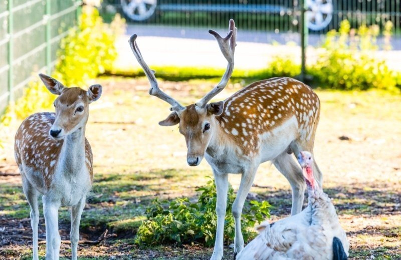 Vakantiepark met kinderboerderij